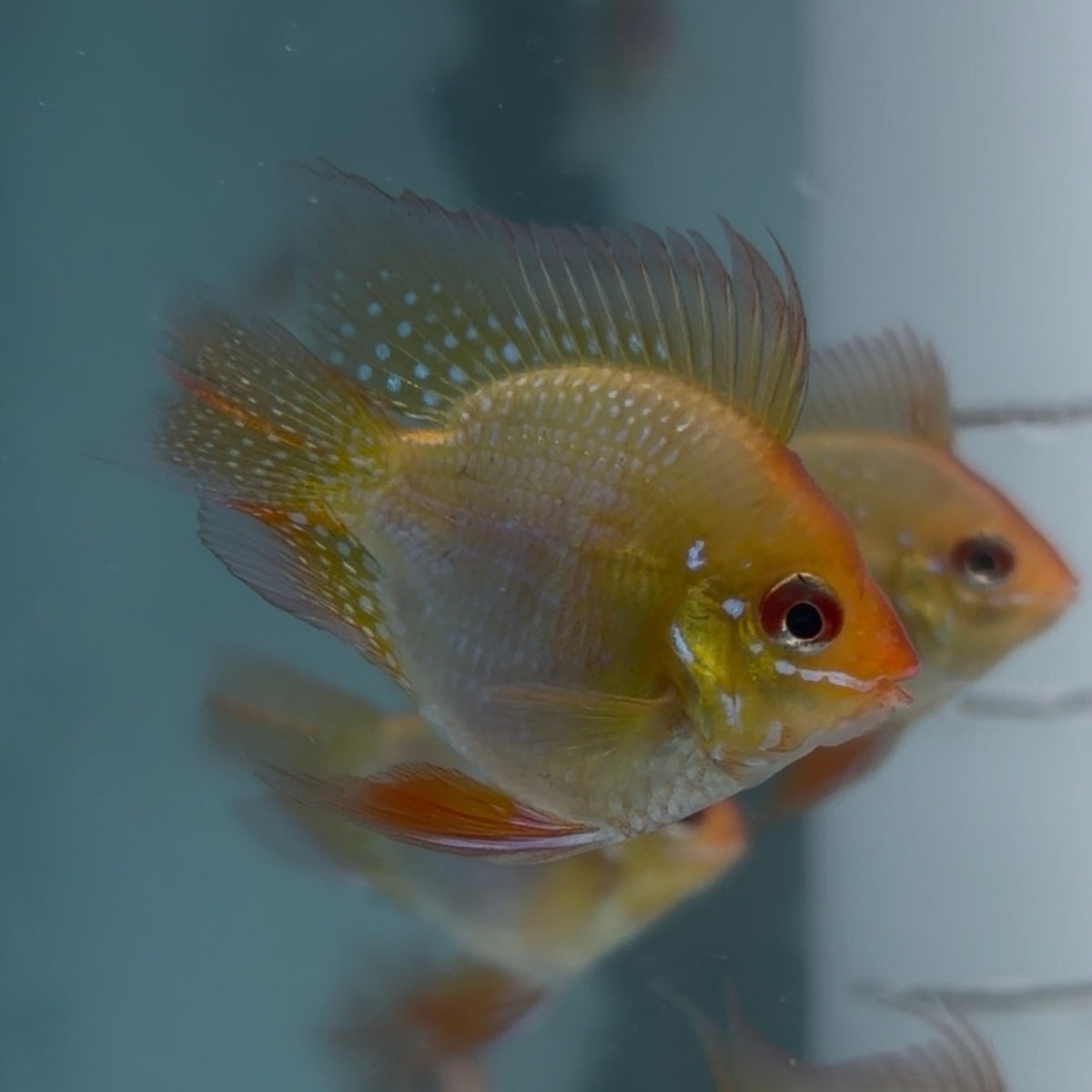 Gold Balloon Ram  3cm
