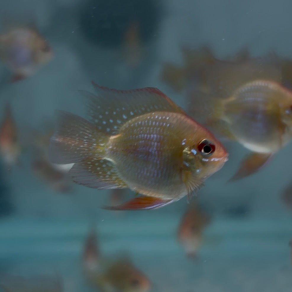 Gold Balloon Ram  3cm