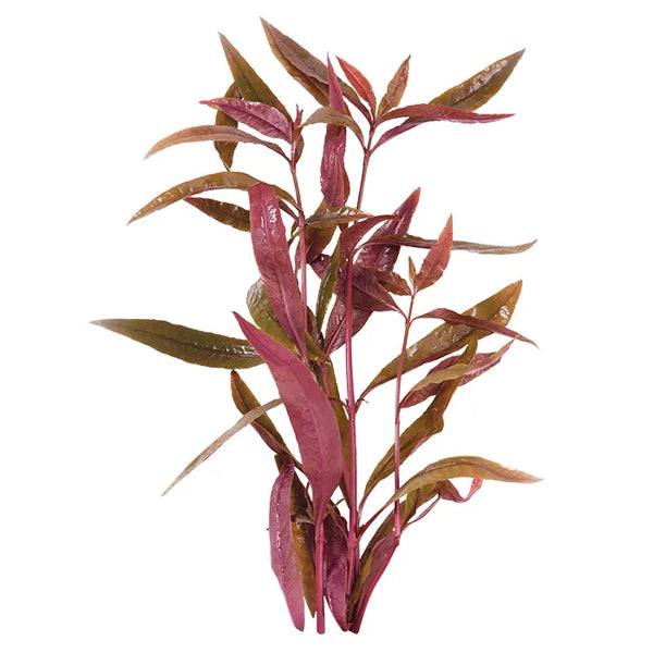 Alternanthera sessilis (Terrarium Only Plant)