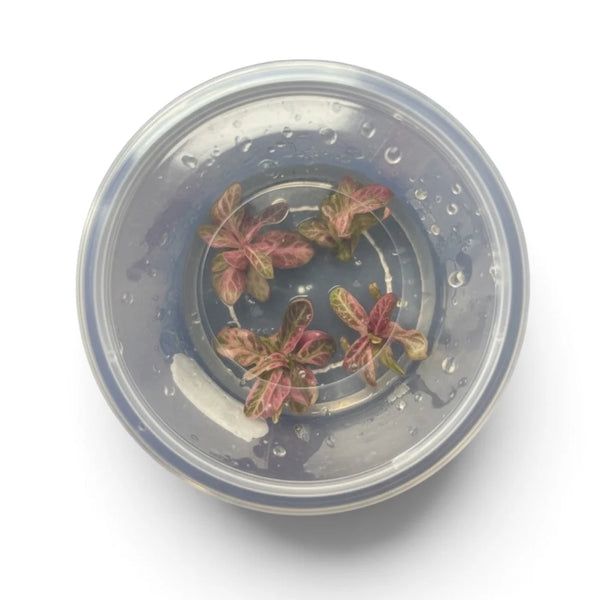 Hygrophila Sp Chai - Tissue Culture