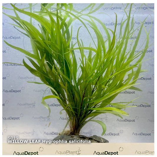 Hygrophilia salici (Willow leaf)