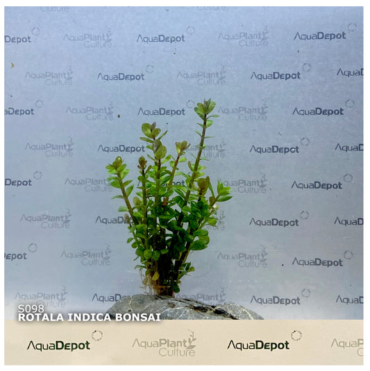 Rotala indica bonsai