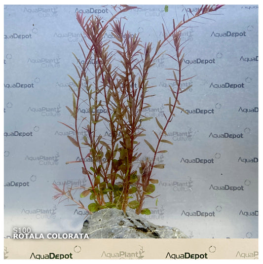 Rotala Colorata