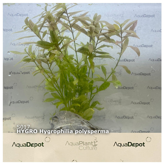 Hygrophila polysperma