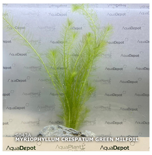 Myriophyllum crispatum  Green Milfoil