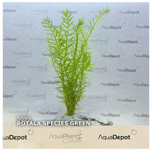 Rotala green