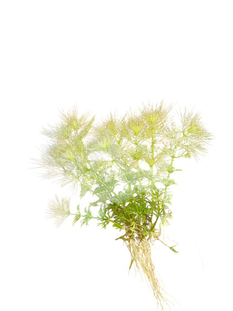 Limnophila brownii