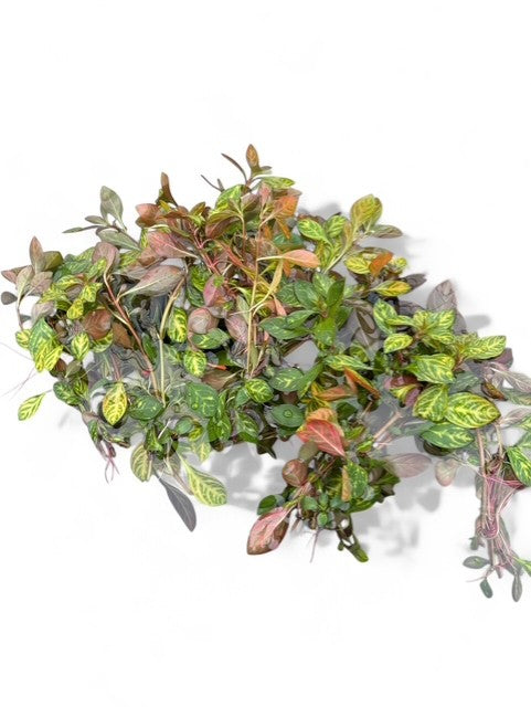 Ludwigia Atlantis “dark orange”