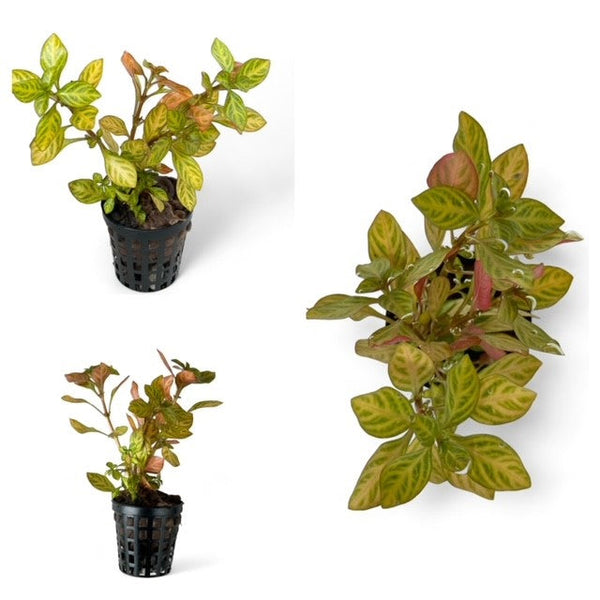 Ludwigia Atlantis “dark orange”