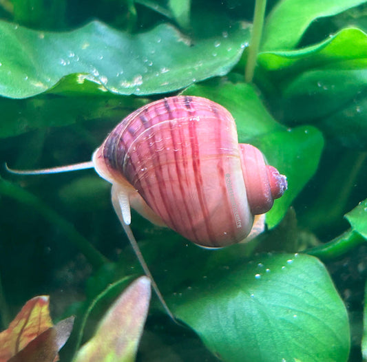 Magenta Mystery Snail - Algae Eating Aquarium Fish Tank Cleanup Crew