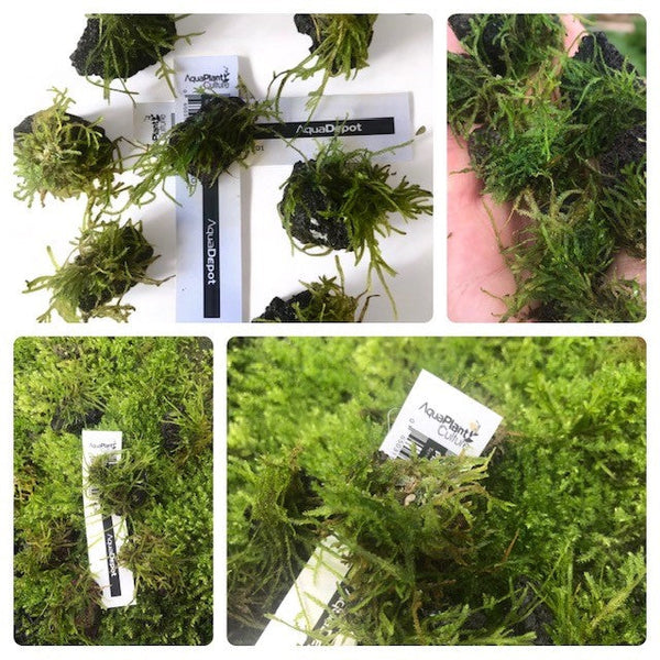 Moss Stones mini