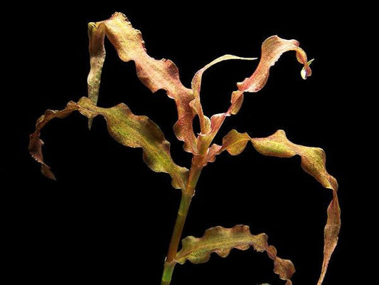 Murdannia engelsii
