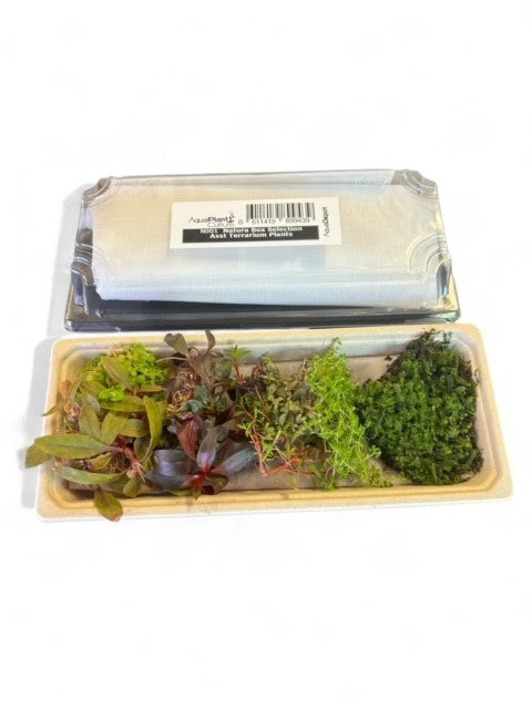 Terrarium Plant Bundle - Natura Selection Box
