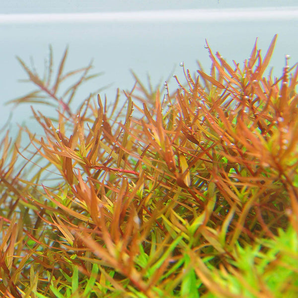 Rotala vietnam hra