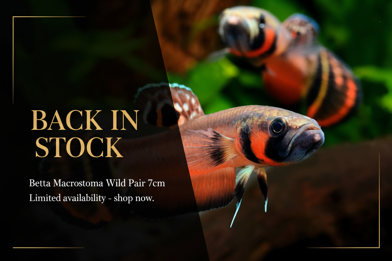 Betta Macrostoma Back in Stock Banner