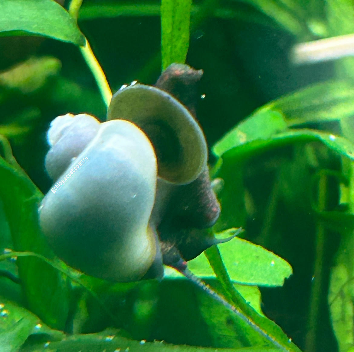 Blue Mystery Snail - Fish Tank Aquarium Algae Eating Cleanup Crew