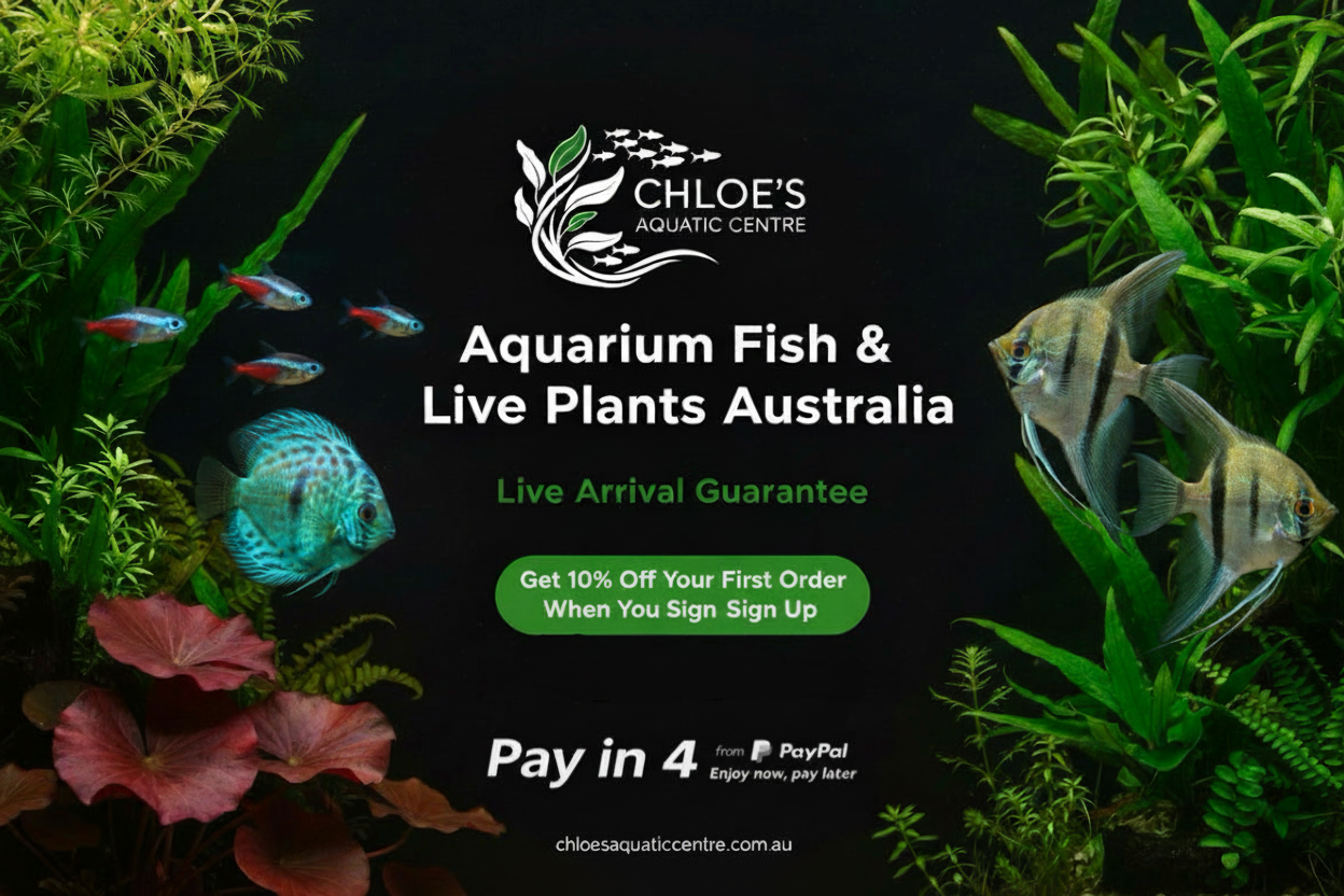Chloe's Aquatic Centre Banner – Fixed