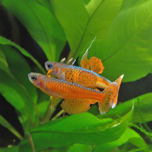 Enhanced and extended fish image