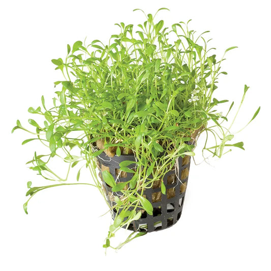 Glossostigma elatinoides