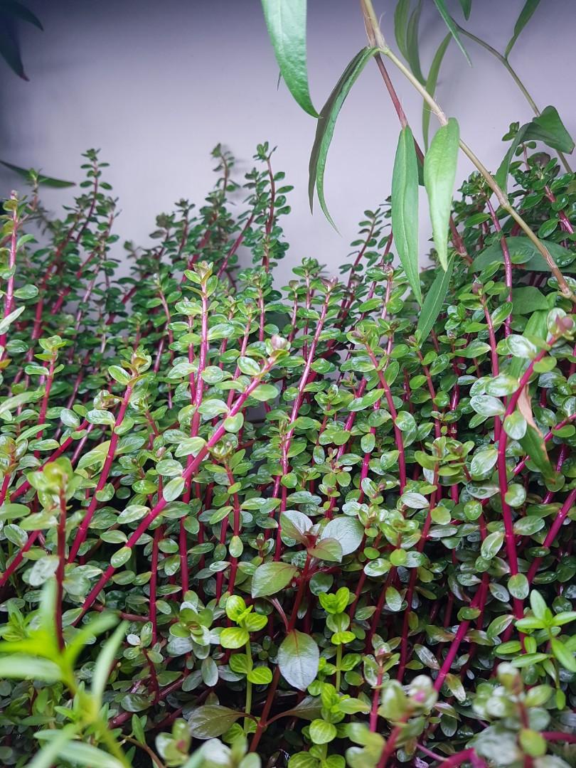 Rotala 'bloodii' Blood Red