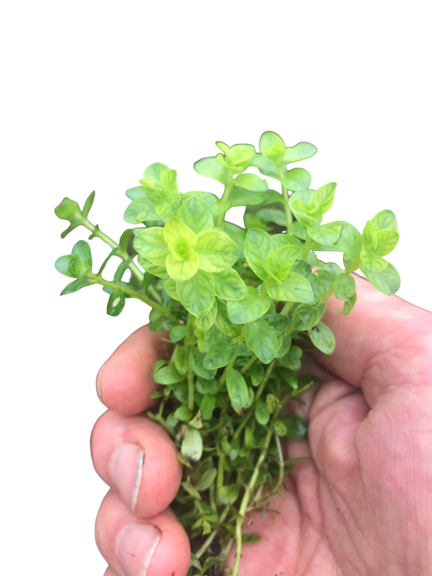 Rotala green